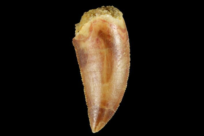 Serrated, Raptor Tooth - Real Dinosaur Tooth #173533